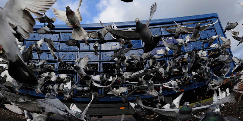 Отпугивание птичьих стай в Ангарске от ДЕЗ-Комфорт - фото