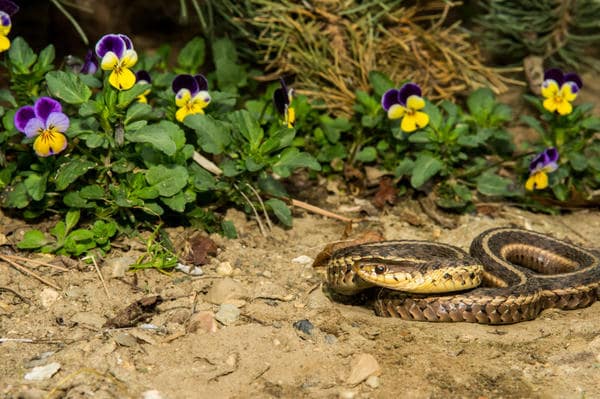 Выведение и отпугивание змей в Ангарске от ДЕЗ-Комфорт - фото